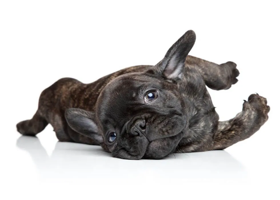Chiot bouledogue couché sur le dos, l’air joueur