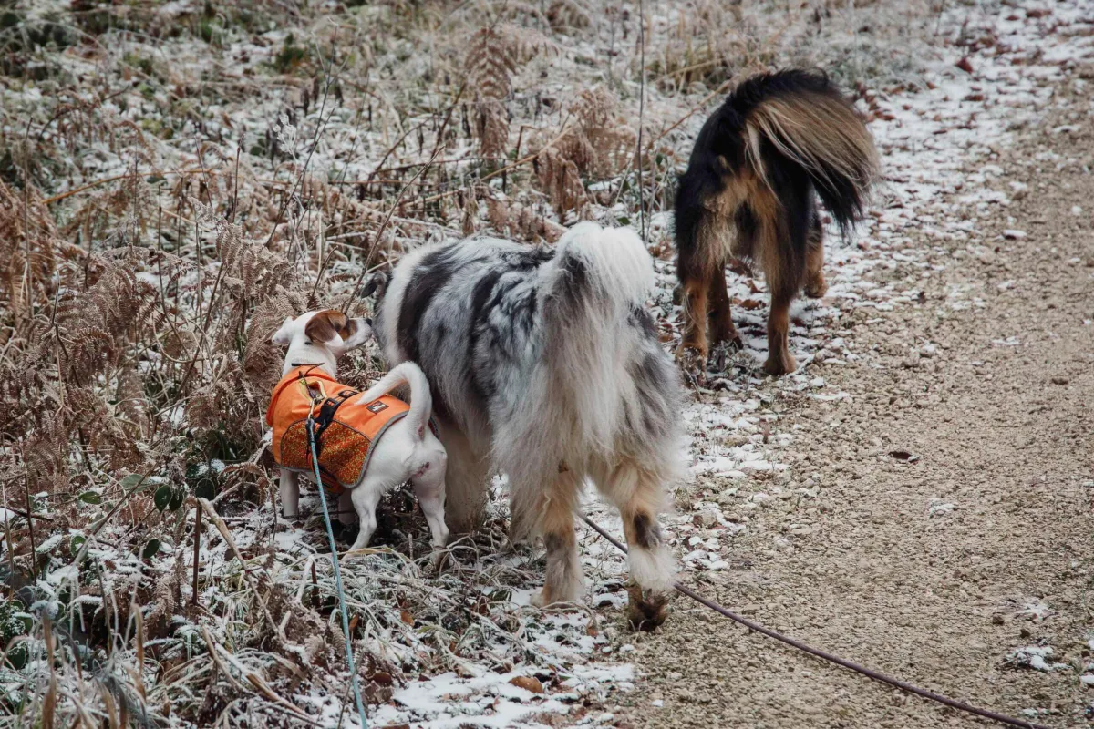 Balade sociale en janvier : des chiens dans l’herbe givrée
