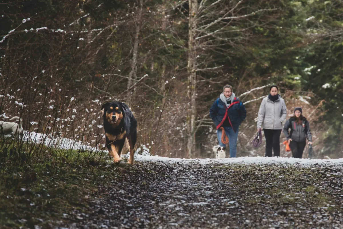 Balade sociale canine : un groupe et ses chiens sur un sentier en forêt