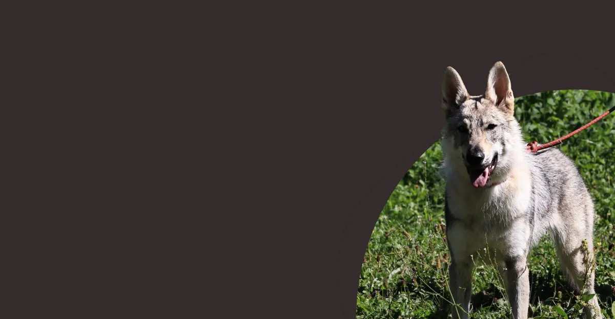 Chien noir et feu, tête levée, attentif, dans un pré