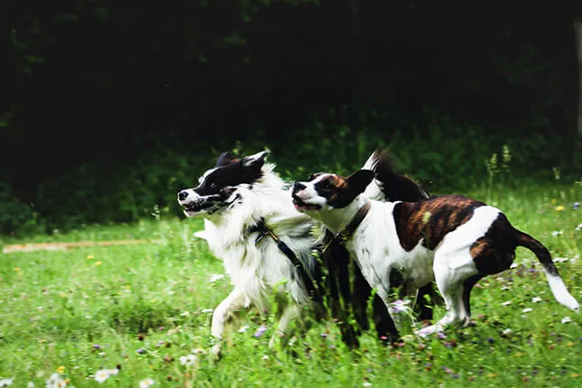 Trois chiens noir et blanc qui se poursuivent dans l’herbe