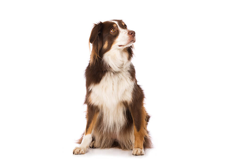 Le « Assis » dans l&rsquo;éducation canine