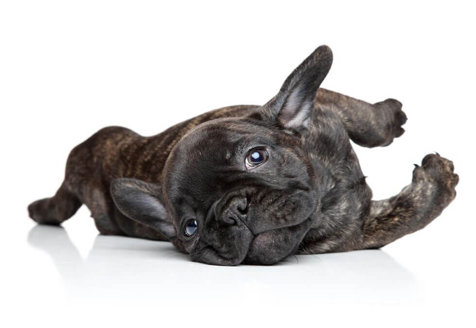 Mon chiot mange tout ce qui traîne !