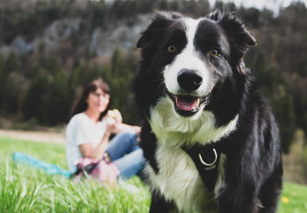 Chien avec un regard observateur