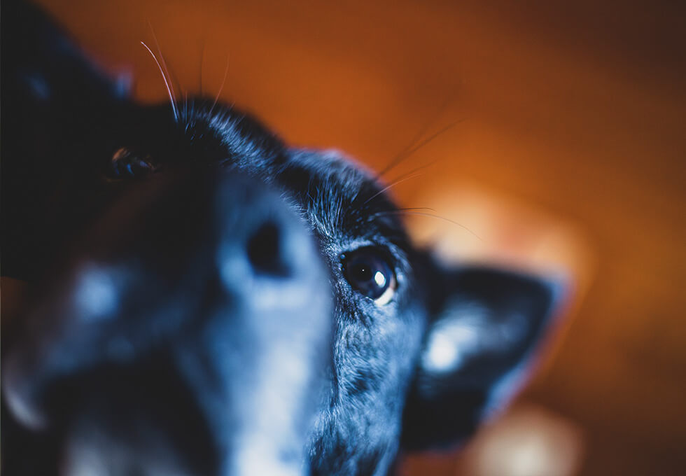 Portrait de chien en gros plan (apprendre à l'observer)