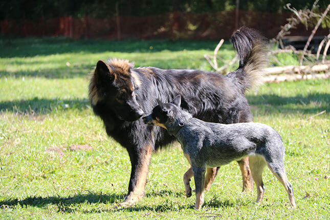 Interactions entre deux chiens : comment les lire ?