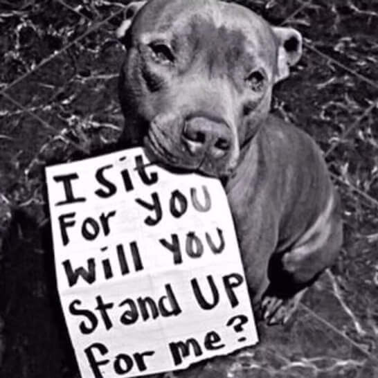 Chien assis avec un message dans la gueule