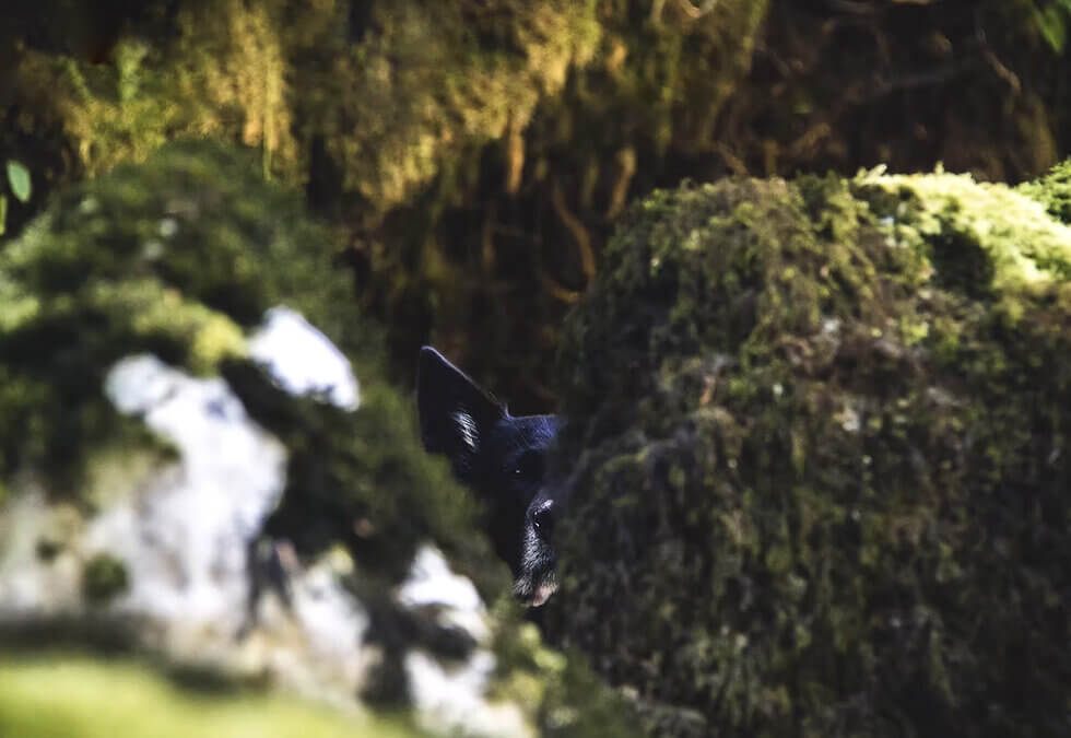 Le chien, c&rsquo;est comment dans ton corps ?