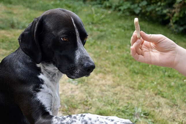 Chien qui donne la patte pour une récompense