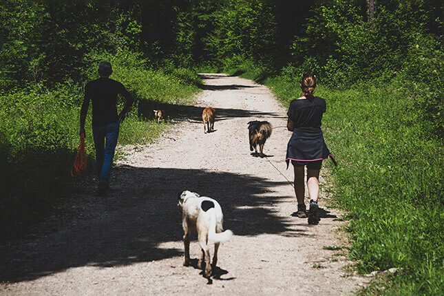 Randonnée canine dans le Jura avec l'Ère du Chien