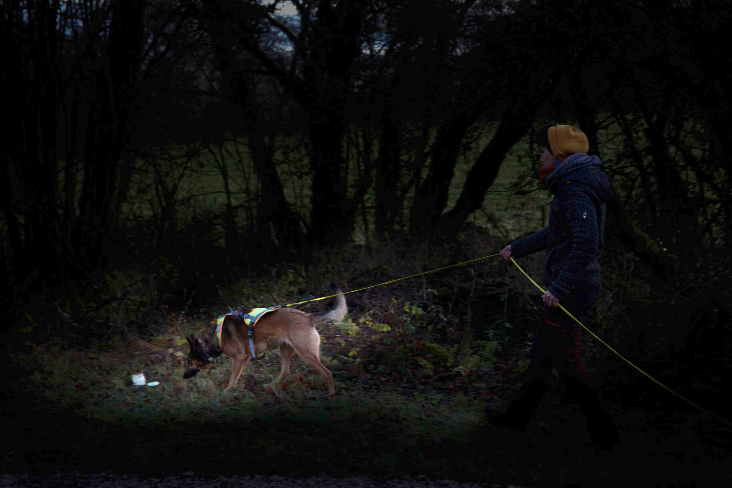pistage nocturne avec chien dans le jura